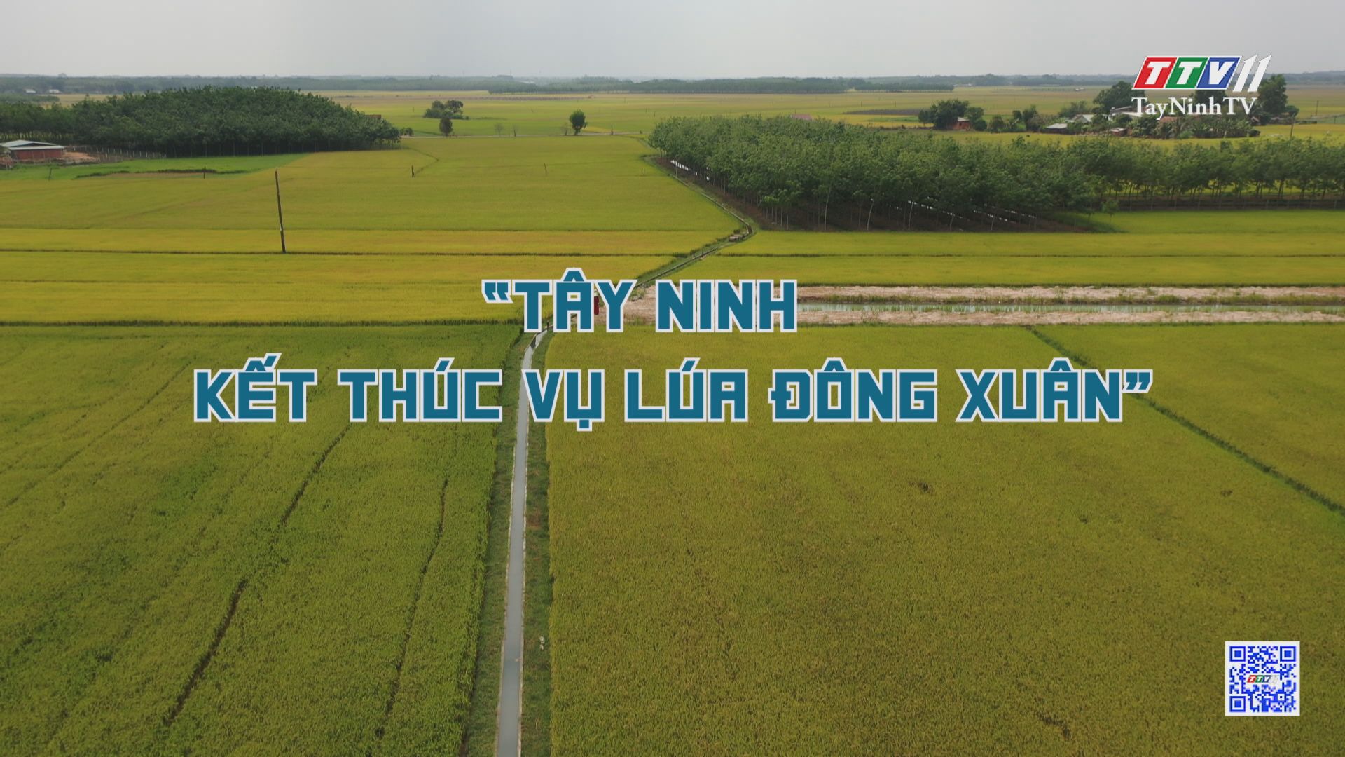 Tây Ninh kết thúc vụ lúa Đông Xuân | NÔNG NGHIỆP TÂY NINH | TayNinhTV